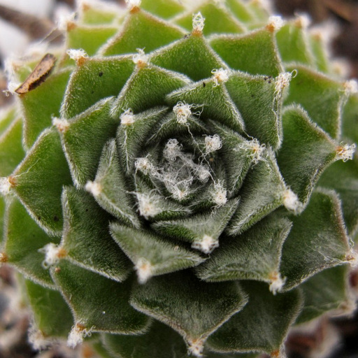 Sempervivum 'Emberly Pink'